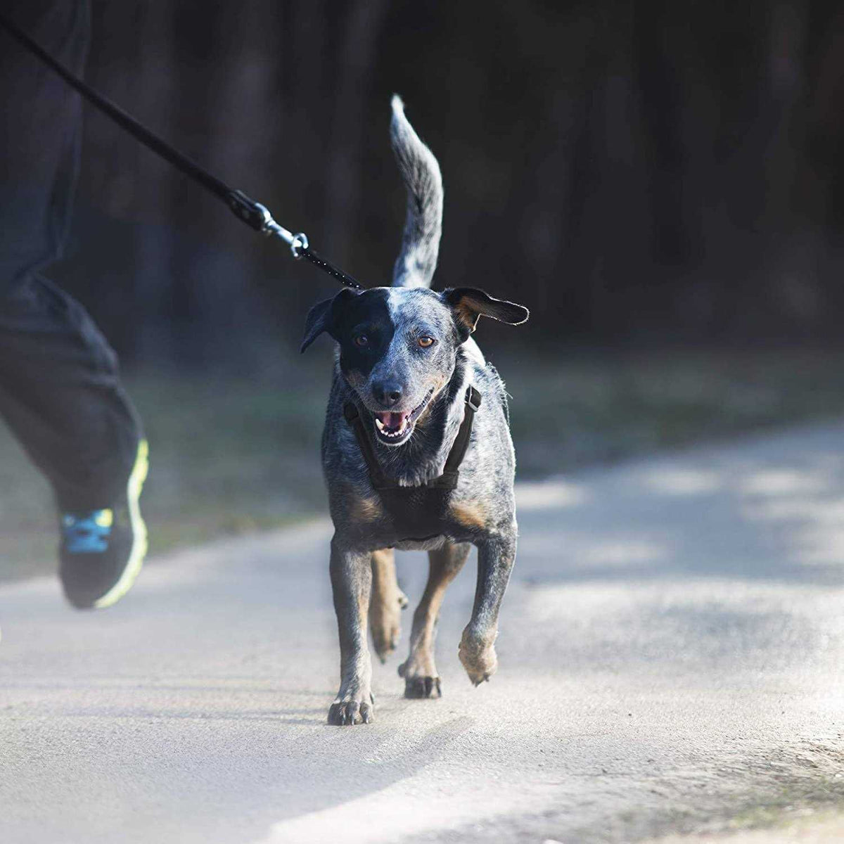 Mesh Non Pull Dog Harness V716