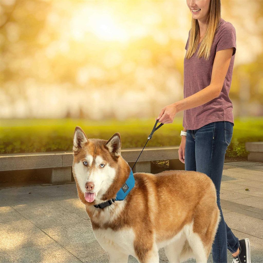 All-In-One Collar + Leash C524902