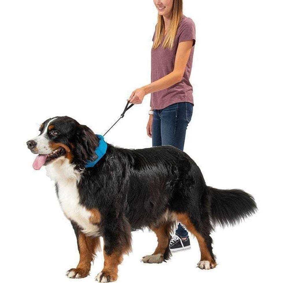 All-In-One Collar + Leash C524902