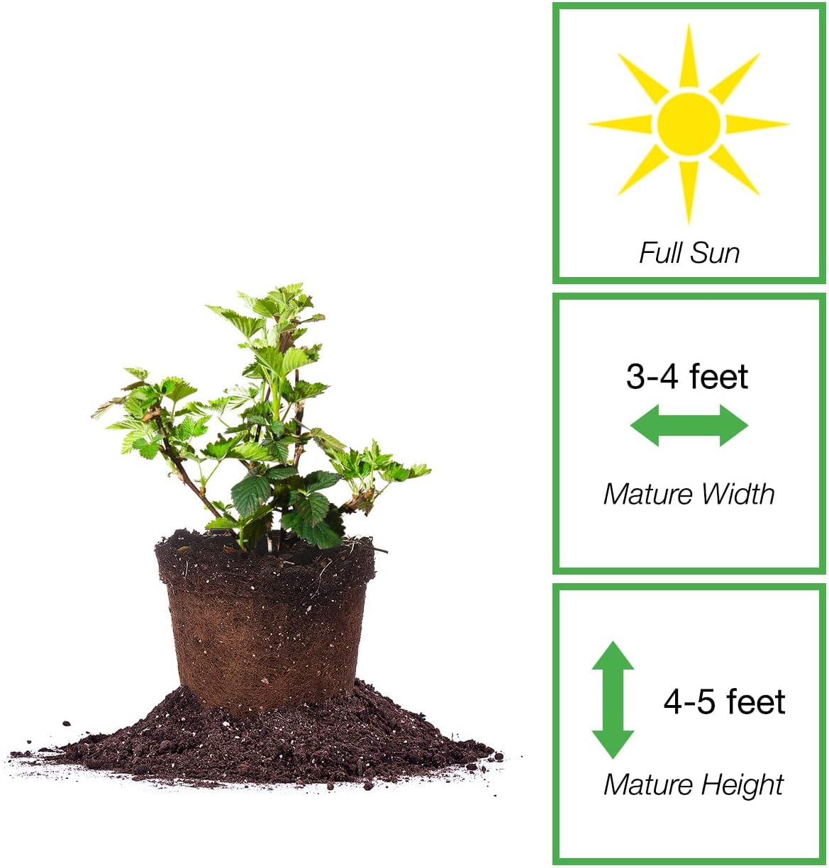 BlackBerry Bush 1 Gallon H276935