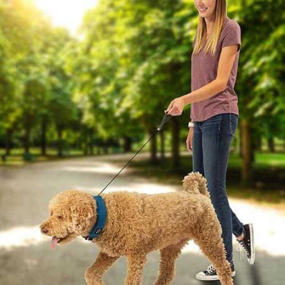 All-In-One Collar + Leash C524902