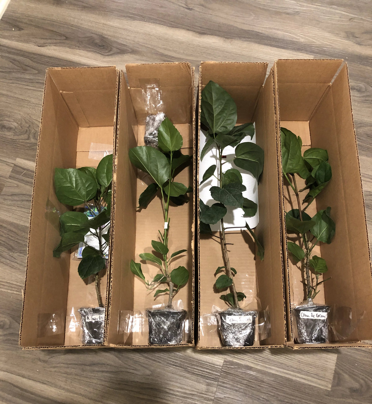 Exotic Tropical Hibiscus Live Plant in 4" pot X208