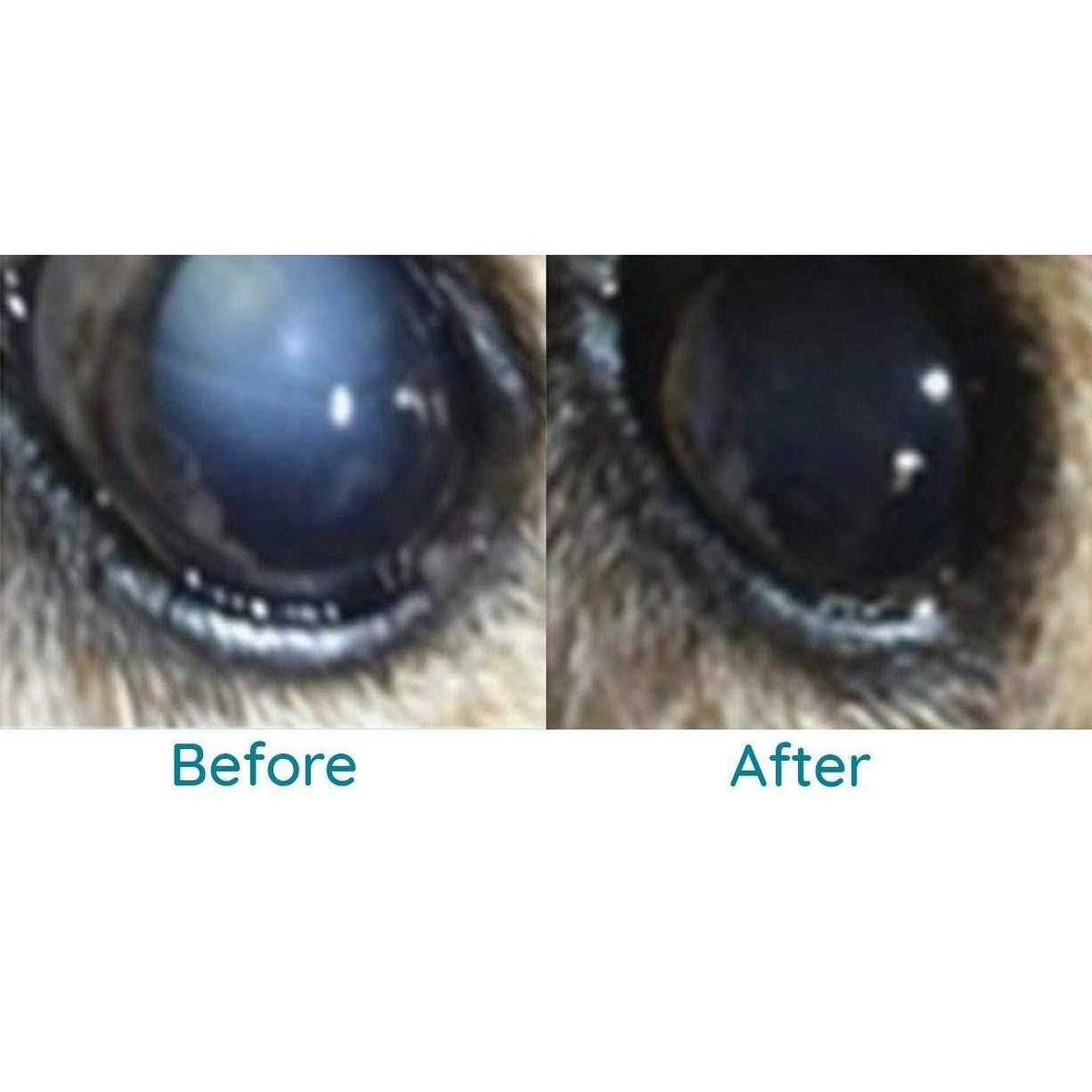 Pet Cataracts Eye Drops E519