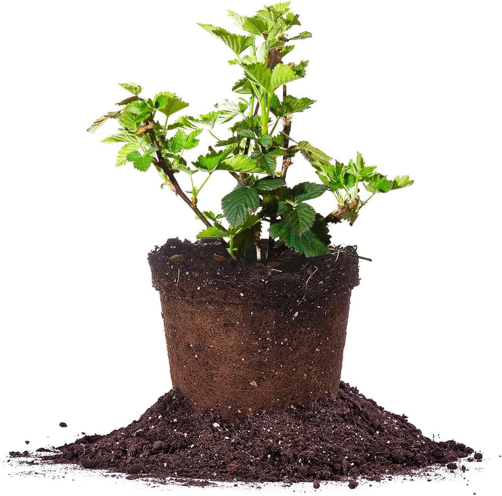BlackBerry Bush 1 Gallon H276935