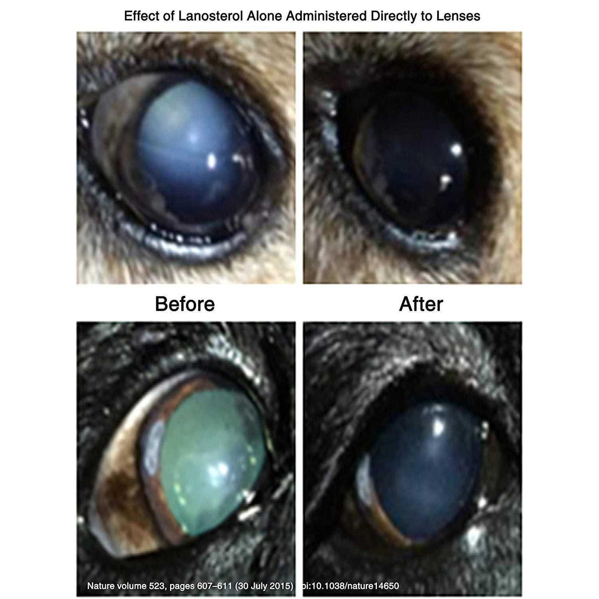 Pet Cataracts Eye Drops E519