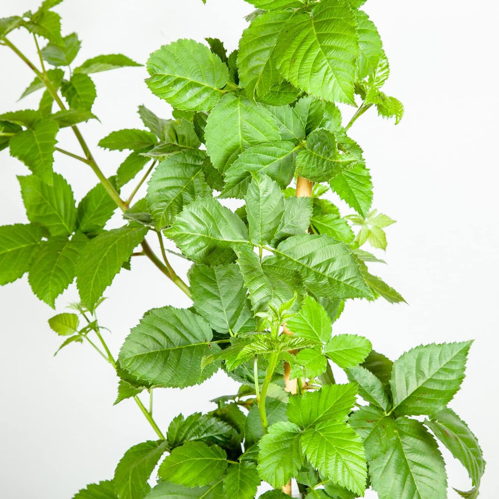 BlackBerry Bush 1 Gallon H276935