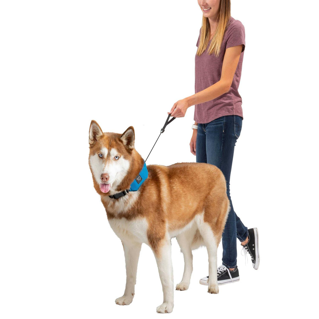 All-In-One Collar + Leash C524902